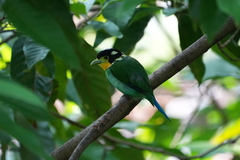 Psarisomus dalhousiae