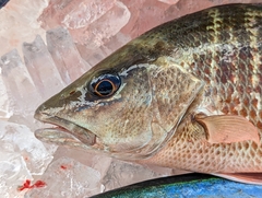 Lutjanus griseus