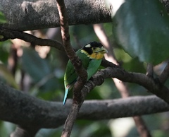 Psarisomus dalhousiae