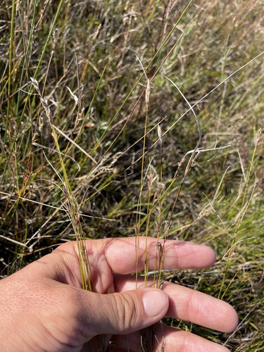 Image of Rhynchospora capillacea by (c) Matt Berger, some rights reserved (CC BY)