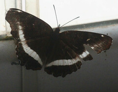 Eurytela hiarbas
