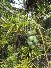 Asparagus aethiopicus