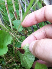 Puccinia fergussonii