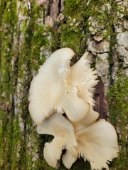 Pleurotus