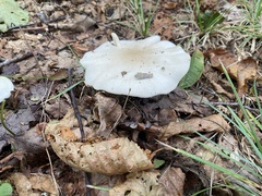 Amanita bisporigera