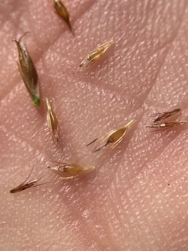 Image of Rhynchospora capillacea by (c) Matt Berger, some rights reserved (CC BY)