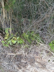 Asparagus aethiopicus