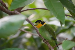 Psarisomus dalhousiae