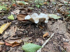 Amanita bisporigera