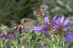 Pseudonympha trimenii trimenii