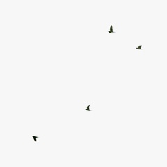 Psittacula krameri krameri