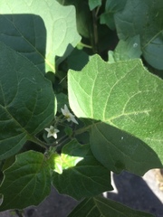 Solanum nigrum nigrum