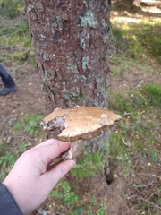 Leccinum versipelle