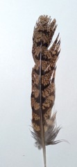 Caprimulgidae