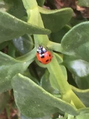 Coccinella septempunctata
