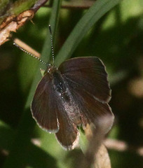 Zizeeria knysna