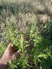 Ambrosia psilostachya