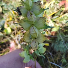 Rhinanthus serotinus