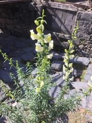 Antirrhinum siculum
