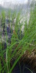 Carex vesicaria