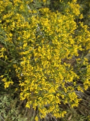 Gutierrezia microcephala