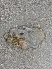 Chrysaora fuscescens