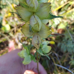 Rhinanthus serotinus