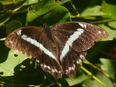 Papilio nireus