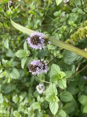 Mentha aquatica