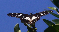 Graphium leonidas