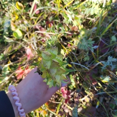 Rhinanthus serotinus