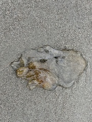 Chrysaora fuscescens