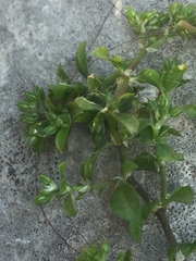 Polycarpon tetraphyllum