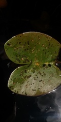 Galerucella nymphaeae