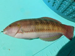 Halichoeres bivittatus