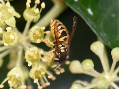 Vespula vulgaris