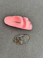 Chrysaora fuscescens