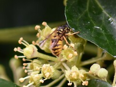Vespula vulgaris