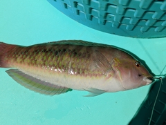 Halichoeres bivittatus