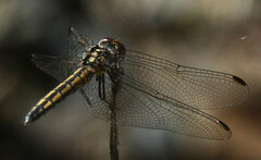 Trithemis furva