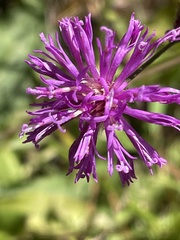 Vernonia acaulis