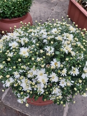 Chrysanthemum morifolium