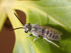 Halictus concinnus