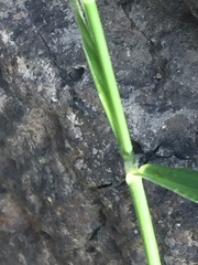 Bromus hordeaceus