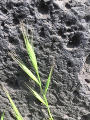 Bromus hordeaceus