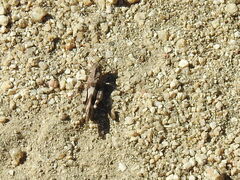 Oedipoda caerulescens