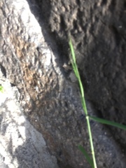 Bromus hordeaceus