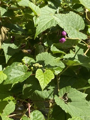 Ampelopsis