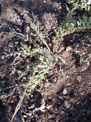 Cirsium undulatum