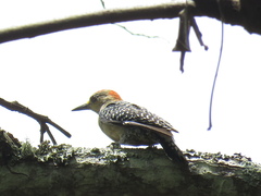 Melanerpes rubricapillus